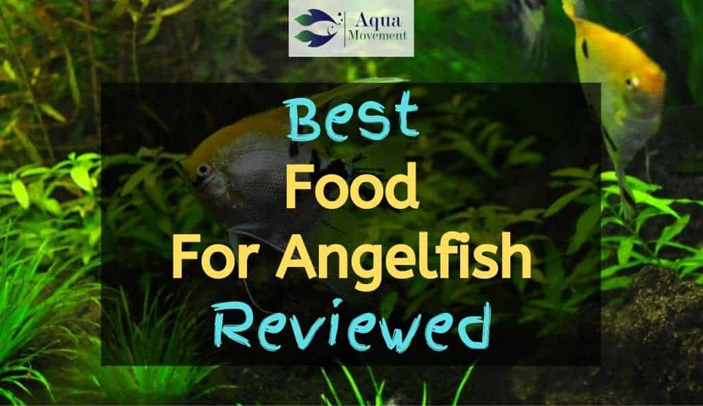 angel fish food