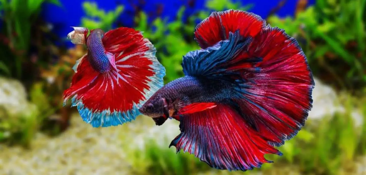 Betta Fish Facts - Everything You Need To Know! | Aqua Movement