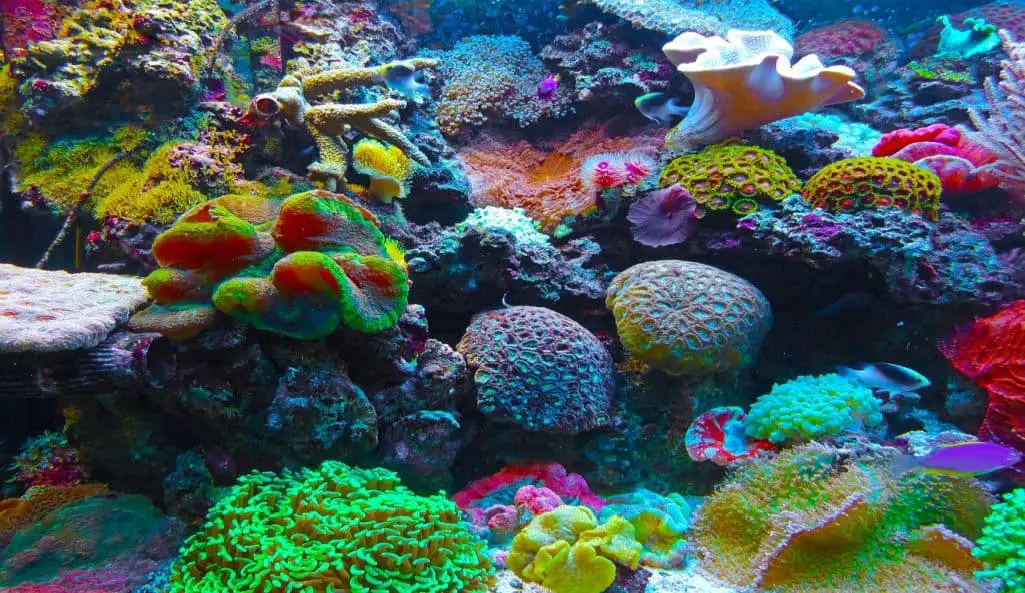 Colorful Corals