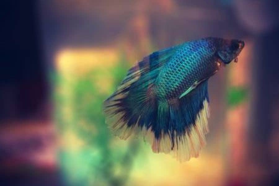 butterfly betta fish