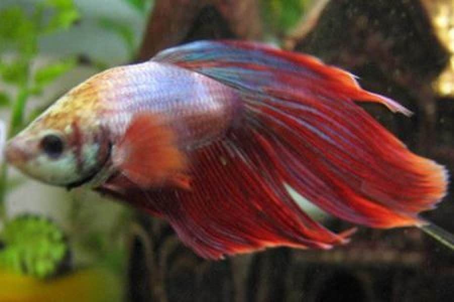 cambodian type of betta fish