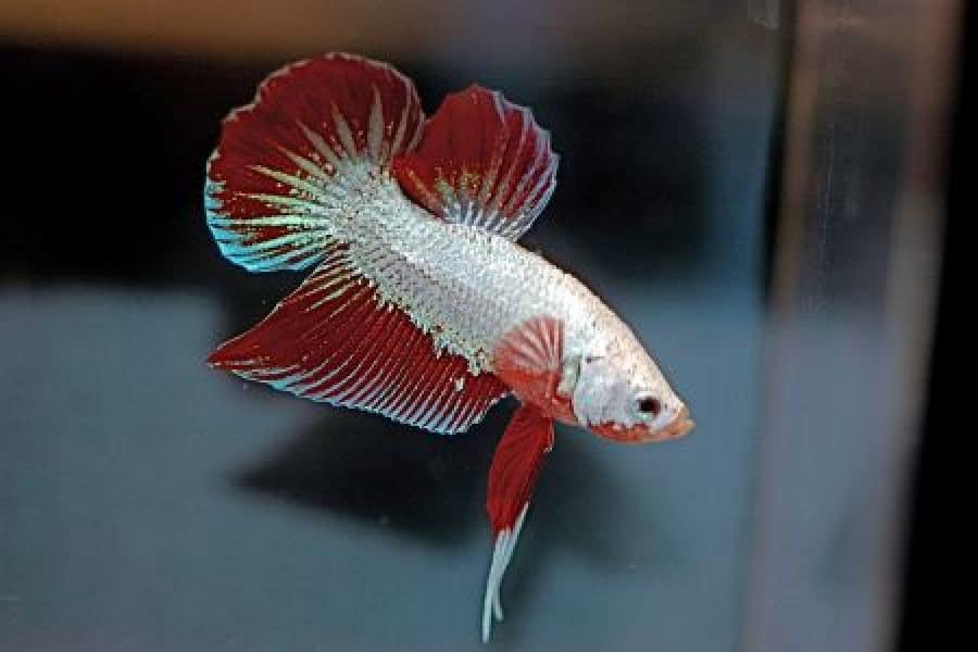 dragon type of betta fish