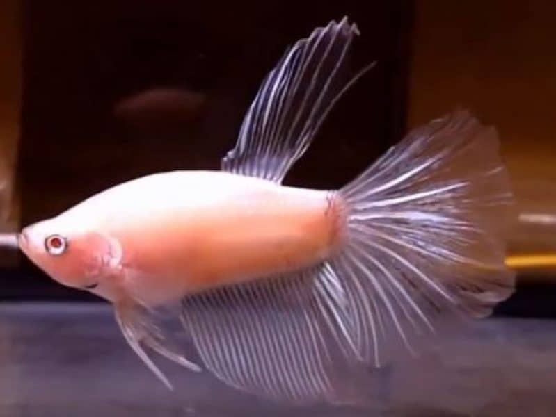 albino betta fish