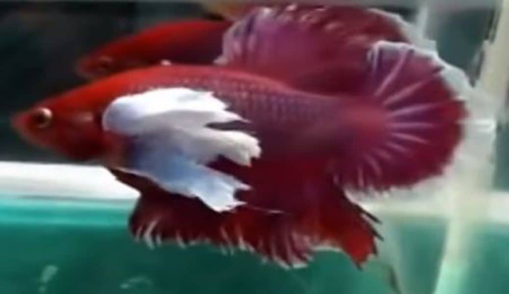 big ear/dumbo type of betta fish