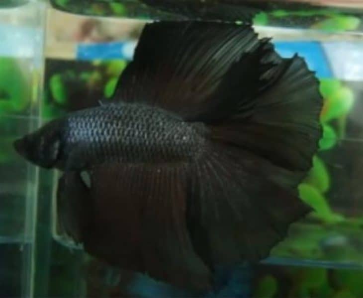 betta fish in color black