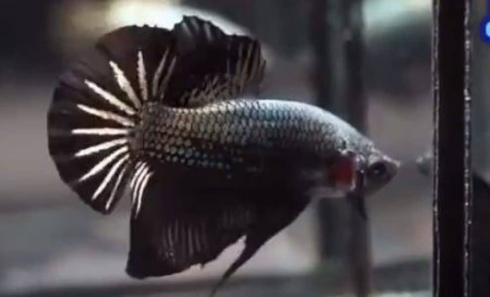 betta fish in black cooper color