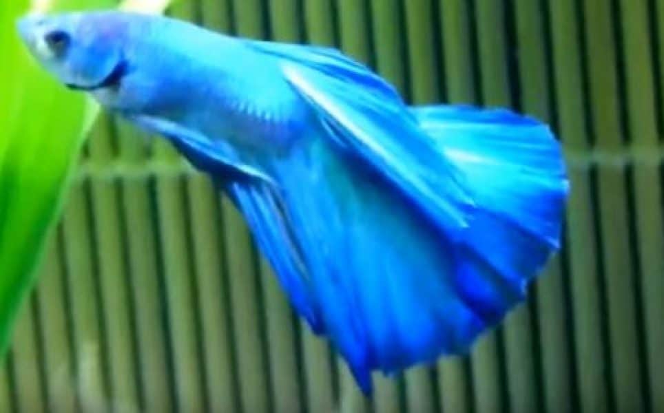 betta fish in color blue