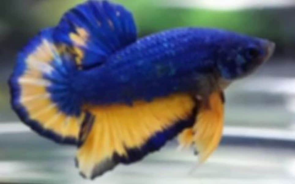 betta fish in blue mustard gas color