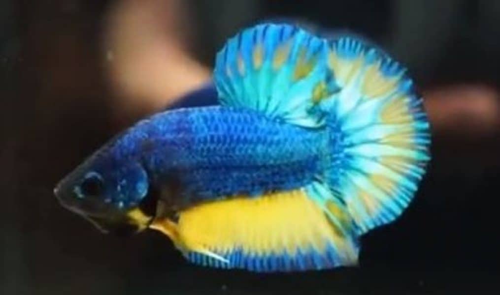 betta fish in Turquoise color