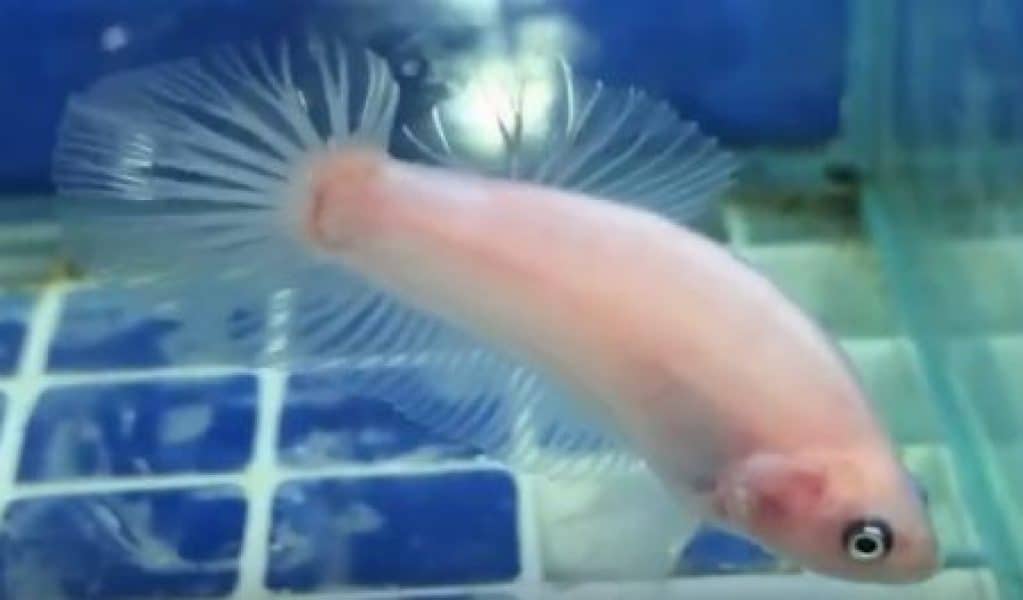 Cellophane Betta fish