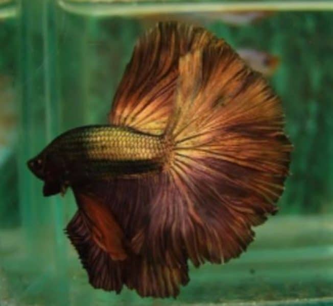 betta fish in color chocolate