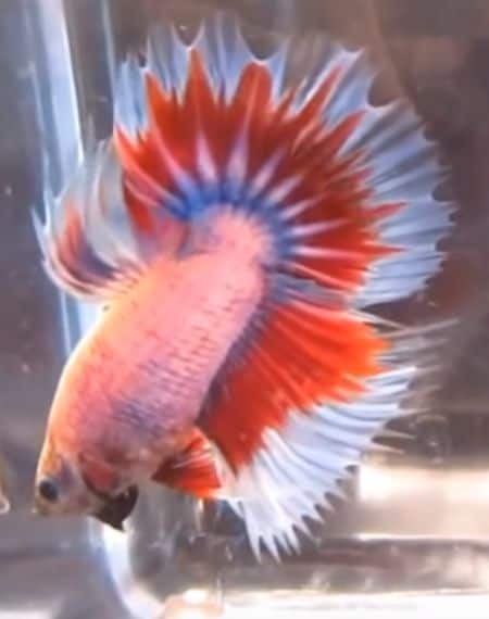 comb tail/halfsun type of betta fish