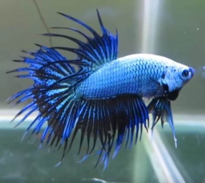 crowntail type of betta fish