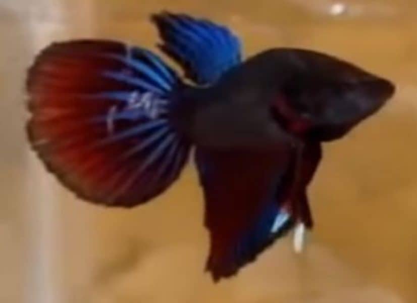 delta type of betta fish