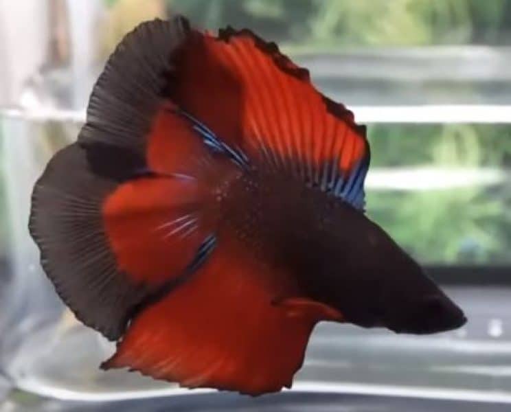 double tail type of betta fish