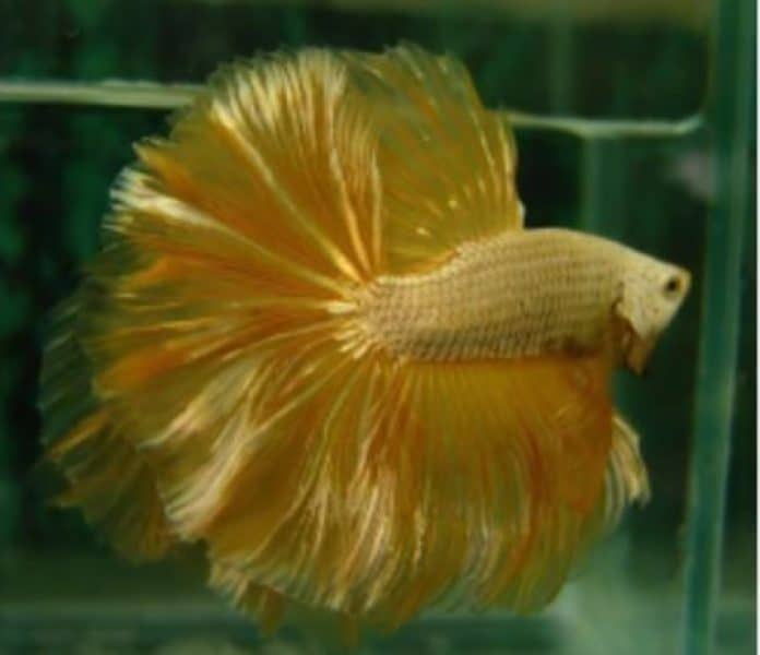 betta fish in color gold