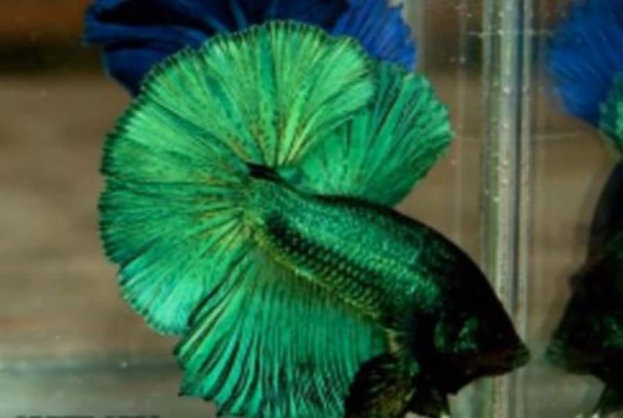 betta fish in color green