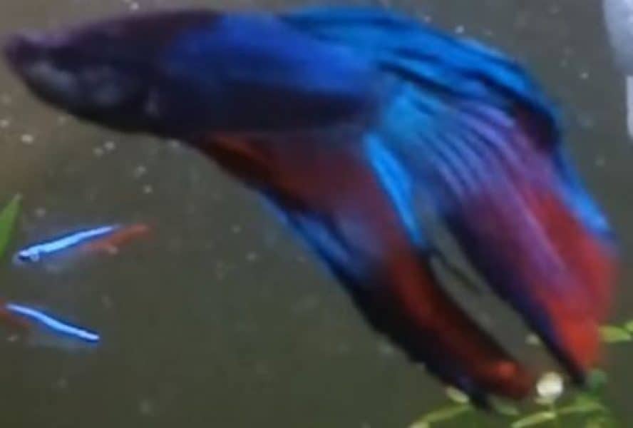 longtail type of betta fish