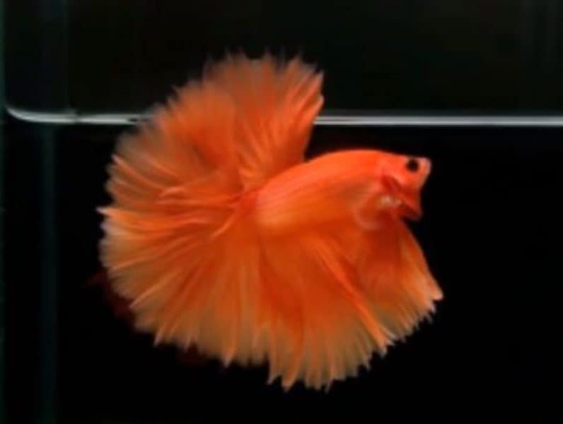 betta fish in color orange