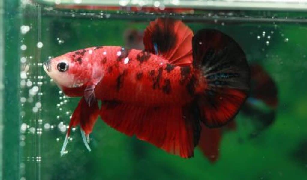 betta fish with piebald pattern