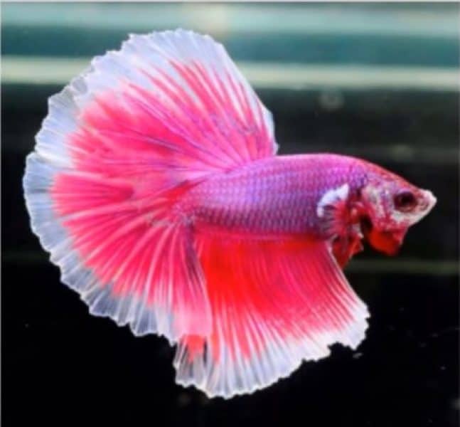 pink betta fish