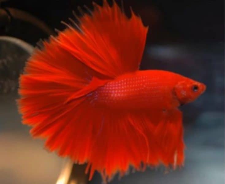 betta fish in color red