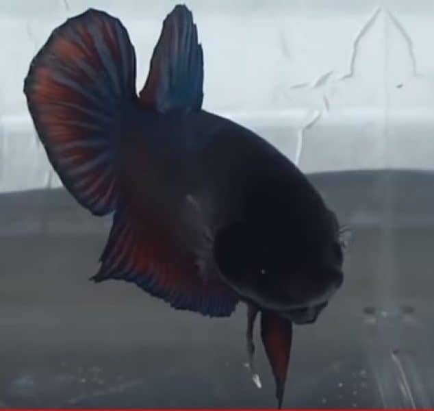 round tail/fan tail type of betta fish