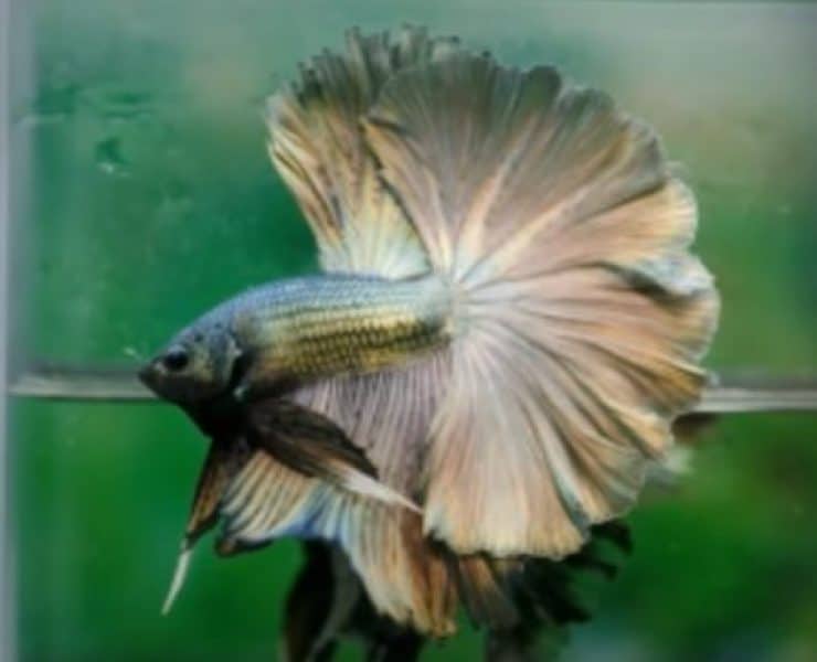 betta fish in color silver
