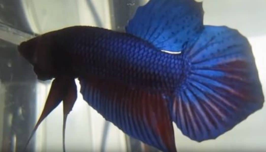 spade tail type of betta fish