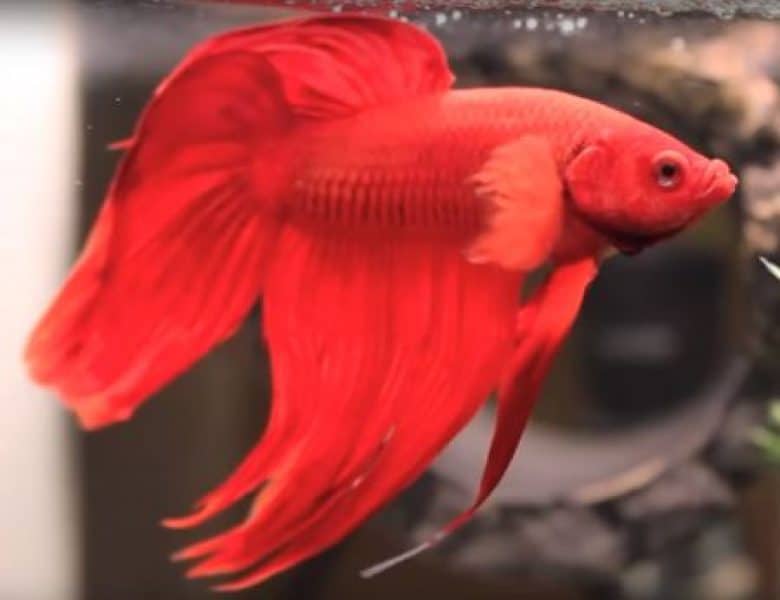 veil tail type of betta fish