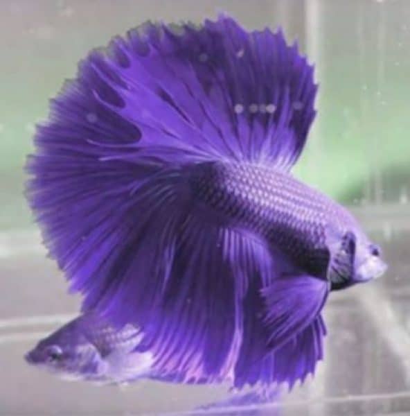 betta fish in color violet