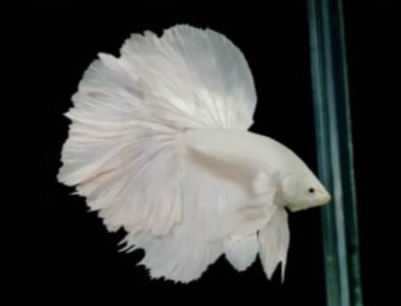 betta fish in color white