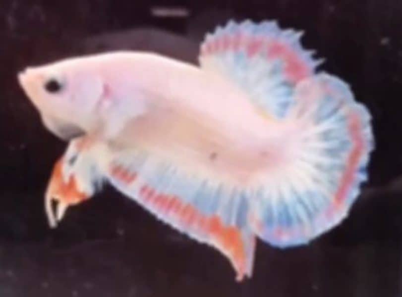 betta fish in white opaque color