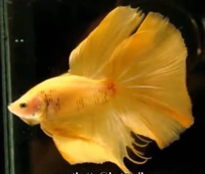 betta fish in color yellow