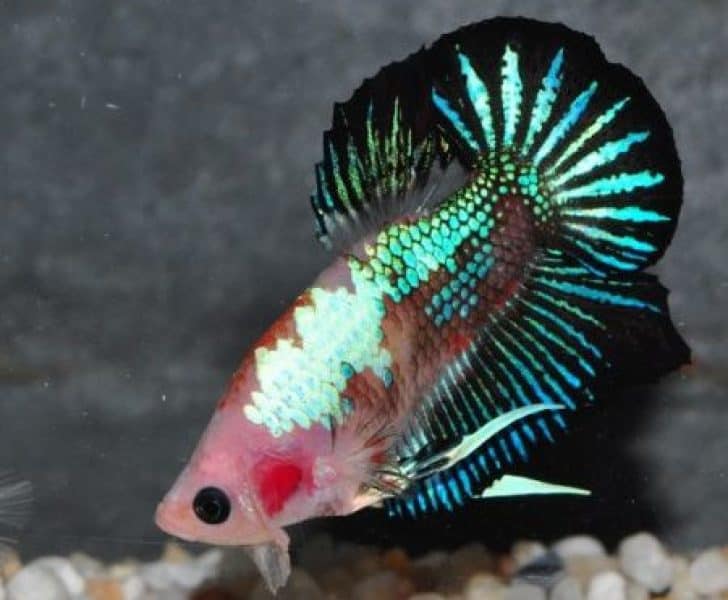 marble type of betta fish