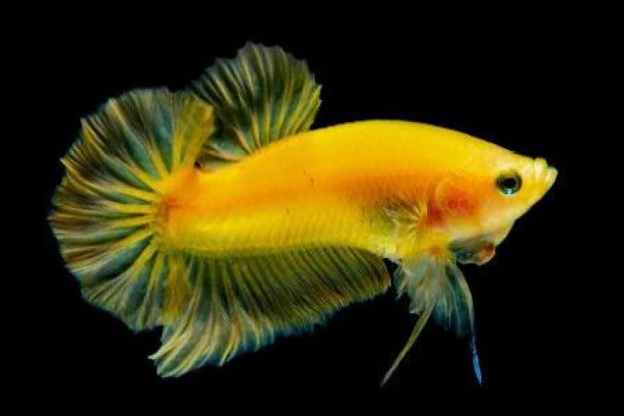 mask type of betta fish