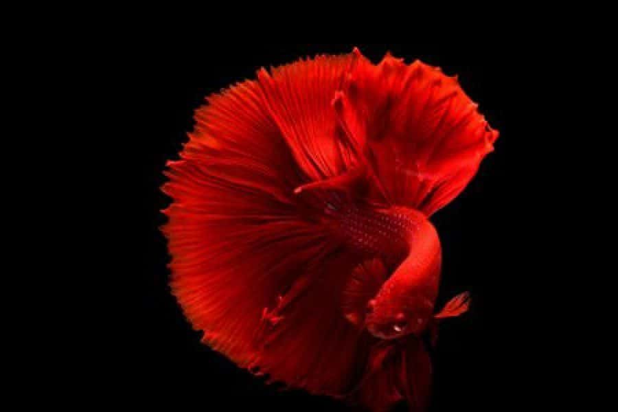 solid type of betta fish