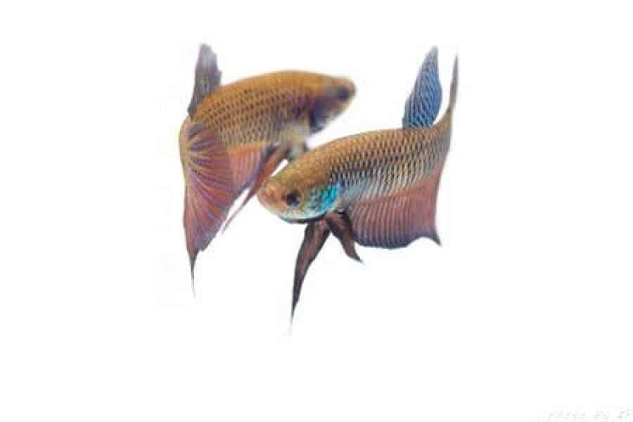 wild type of betta fish