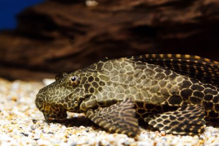 Plecostomus fish