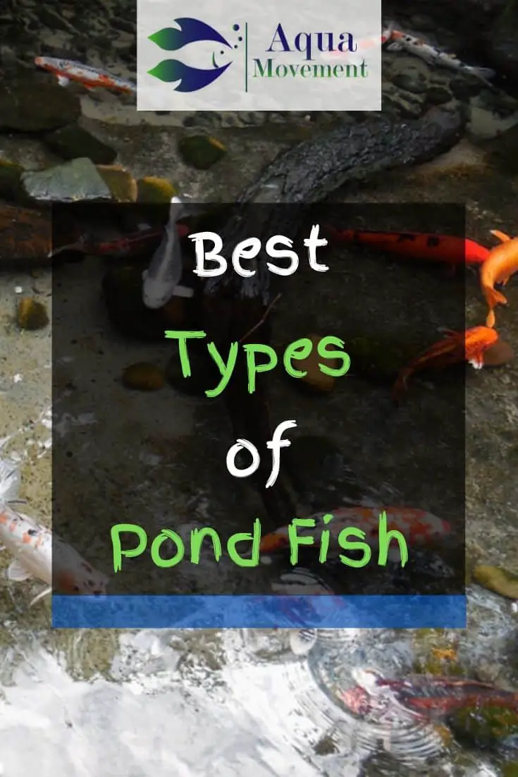 13 Best Types of Backyard Pond Fish | Aqua Movement