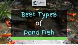 Pond with different types of fish inside