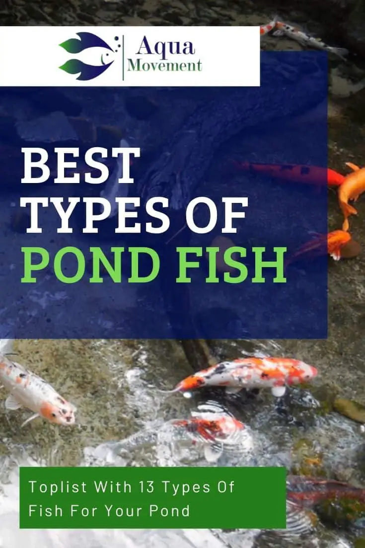 13 Best Types of Backyard Pond Fish | Aqua Movement