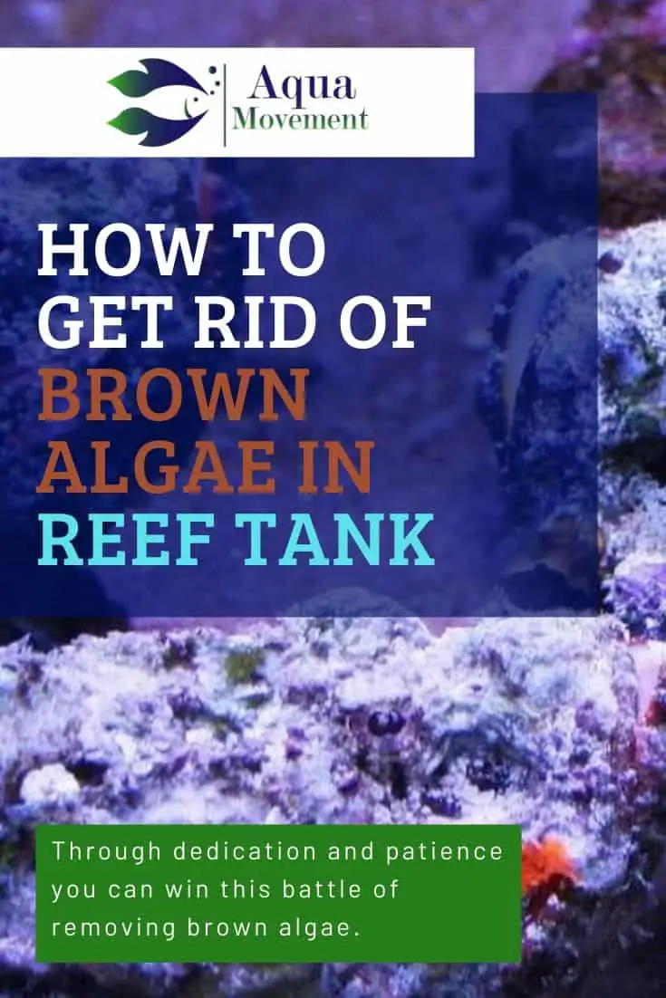 How To Get Rid Of Brown Algae In Reef Tank Aqua Movement