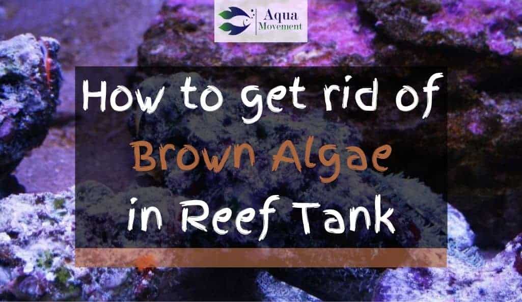 How To Get Rid Of Brown Algae In Reef Tank - Brown Algae In Reef Tank