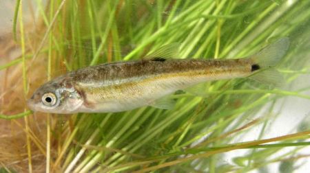 fathead minnow pond fish