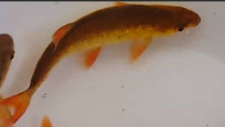 golden-rudd fish