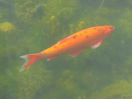 goldfish in a pond