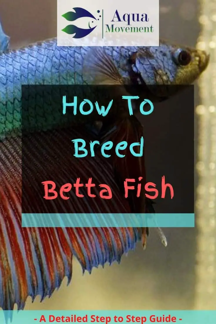 How to Breed Betta Fish - 7 Step Guide | Aqua Movement