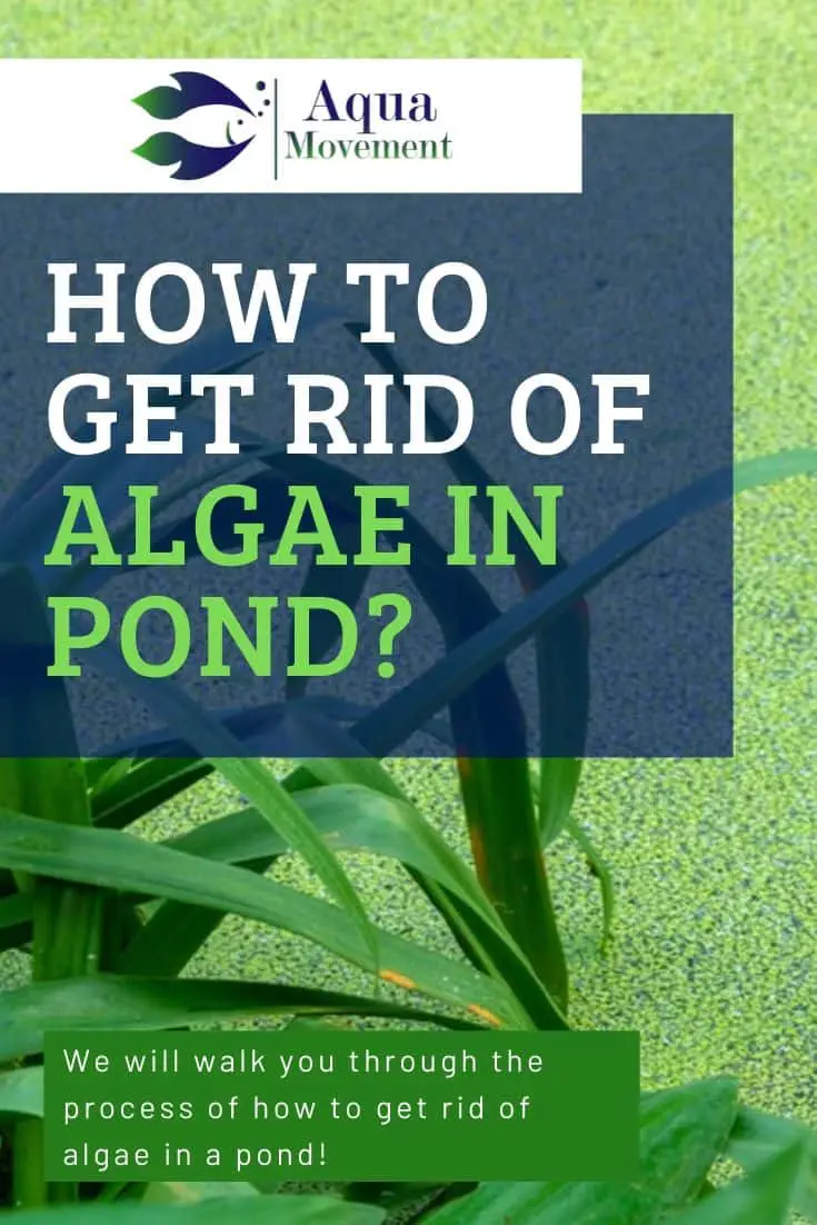 pond without algae