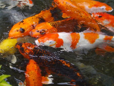 school of koi fish in a pond